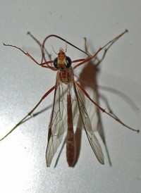 Ophion sp.